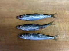 ウルメイワシの釣果