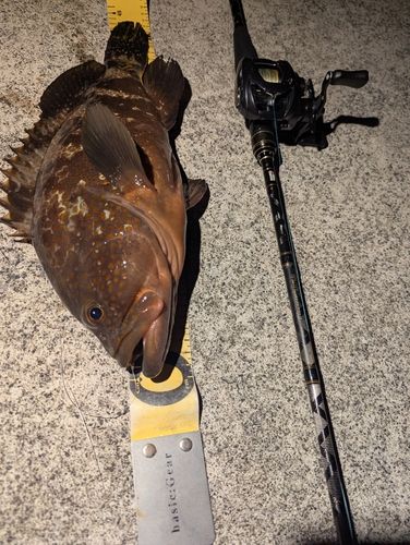 キジハタの釣果