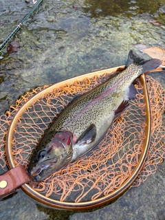 ニジマスの釣果