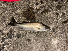 セイゴ（マルスズキ）の釣果