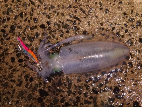 アオリイカの釣果