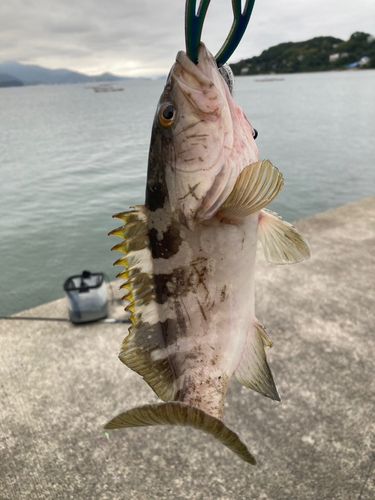 クエの釣果
