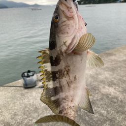 クエ