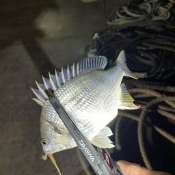 クロダイ