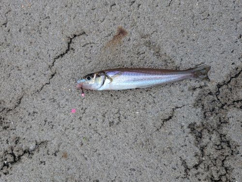シロギスの釣果