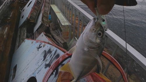 メッキの釣果