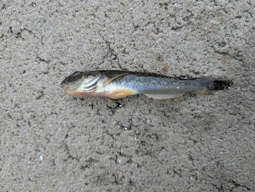 ハゼの釣果