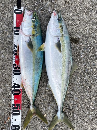 ワラサの釣果