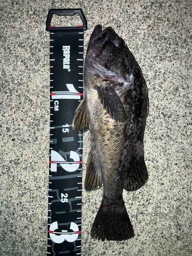 クロソイの釣果