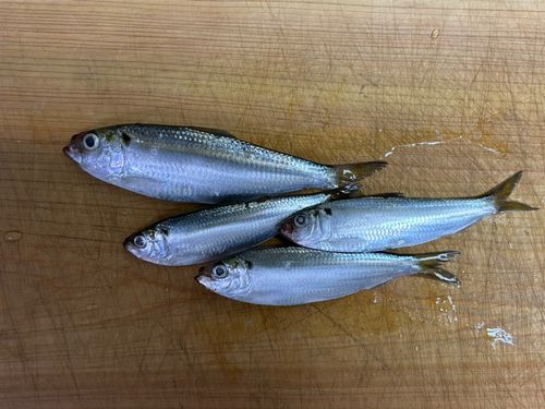 サッパの釣果