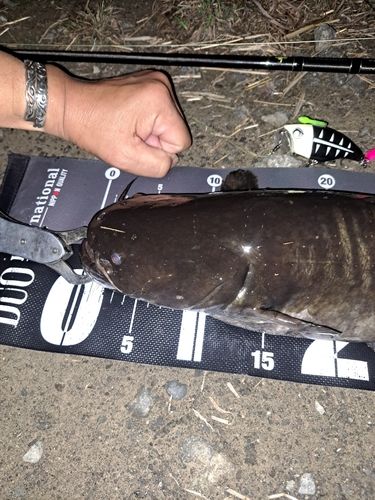 ナマズの釣果