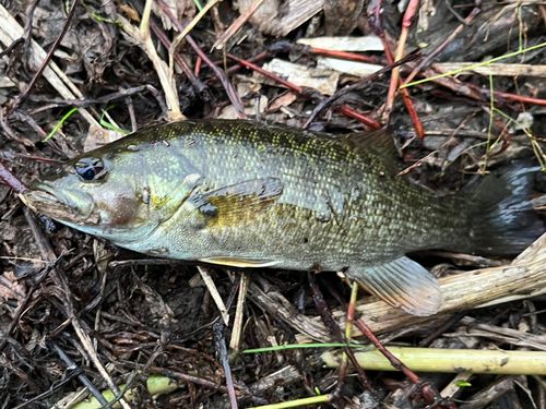 スモールマウスバスの釣果