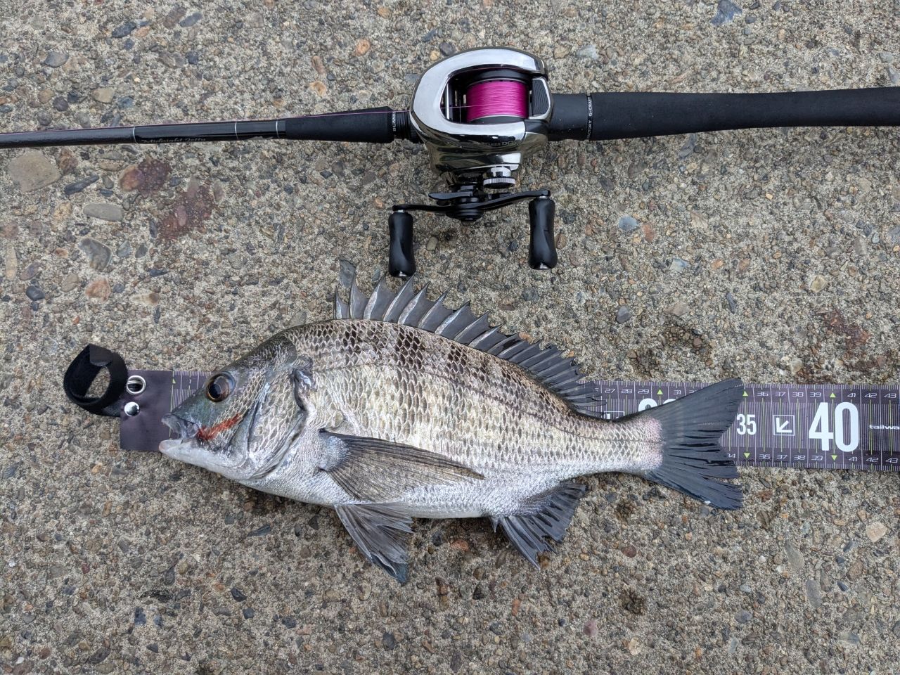 【新品】Gクラフト セブンセンス ミッドナイトジェッティ MJS-872-TR G-CRAFT SEVEN-SENSE TR Midnight Jetty MJS-872-TR Spinning