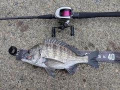クロダイの釣果