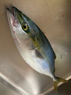 イナダの釣果