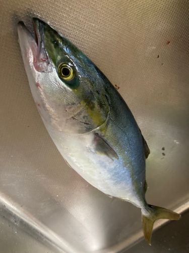 イナダの釣果