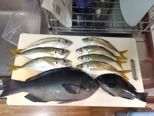 マアジの釣果