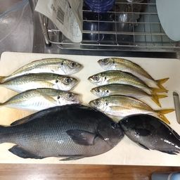 マアジ