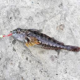 アナハゼ