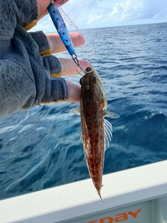 エソの釣果