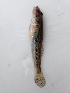 ハゼの釣果
