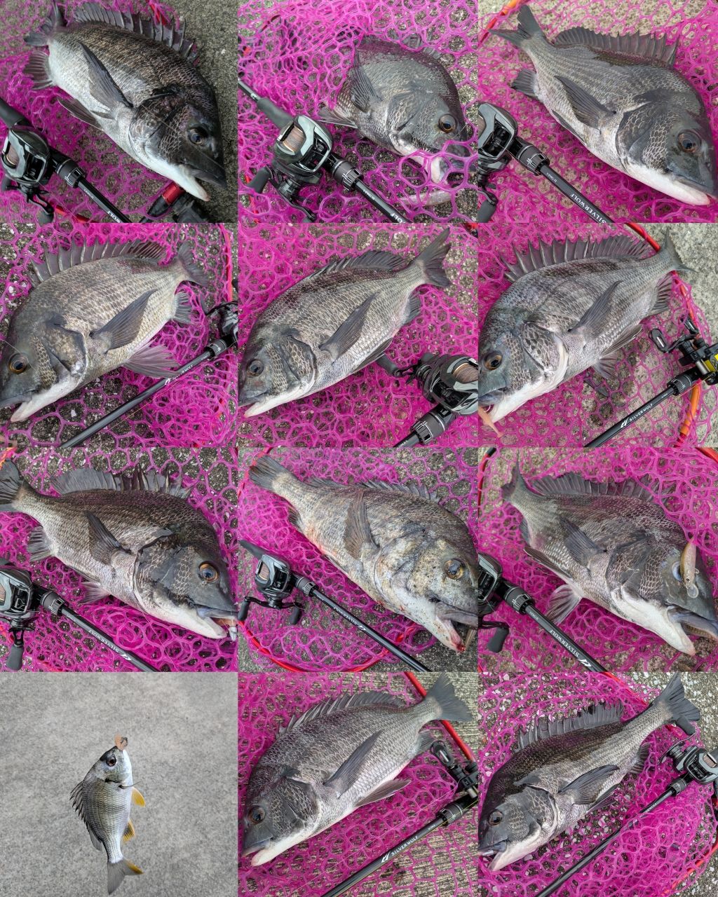 チヌ