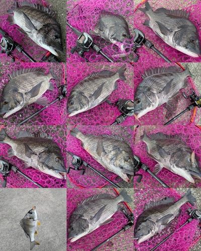 チヌの釣果