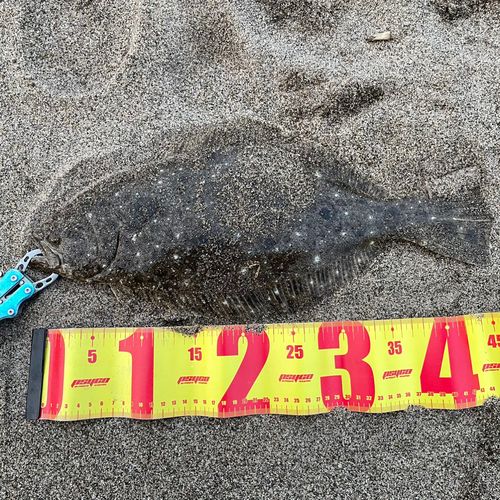 ヒラメの釣果