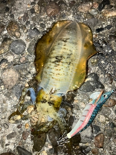 アオリイカの釣果