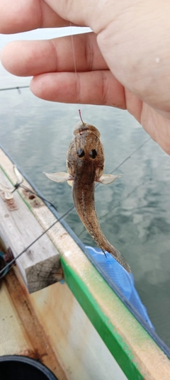 ハゼの釣果