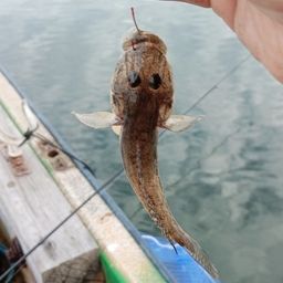 ハゼ