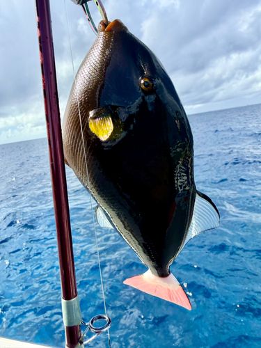 モンガラカワハギの釣果