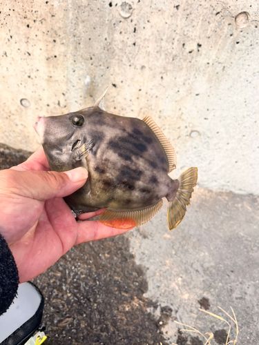 カワハギの釣果
