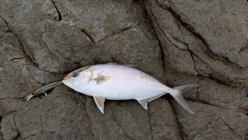 カンパチの釣果