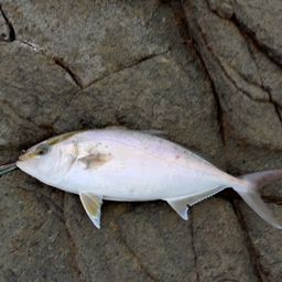 カンパチ