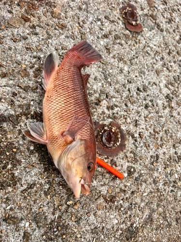 コブダイの釣果