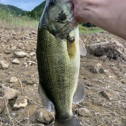 ブラックバス