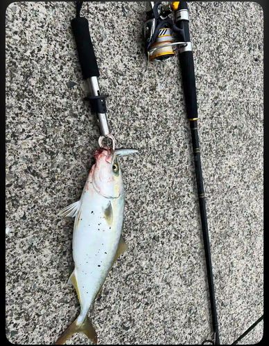ヤズの釣果