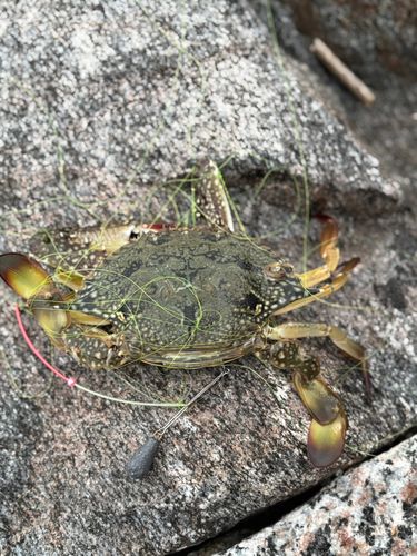 ワタリガニの釣果
