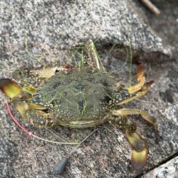 ワタリガニ