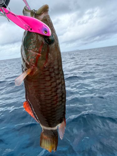 ミツバモチノウオの釣果