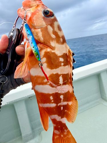 アカハタの釣果