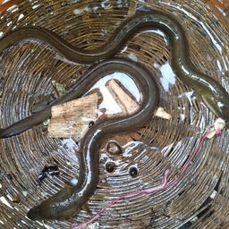 ウナギ