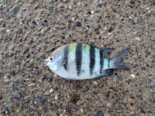 オヤビッチャの釣果