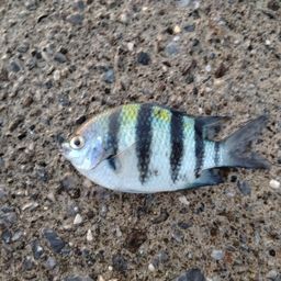 オヤビッチャ
