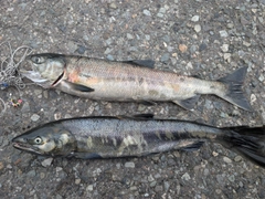 アキアジの釣果