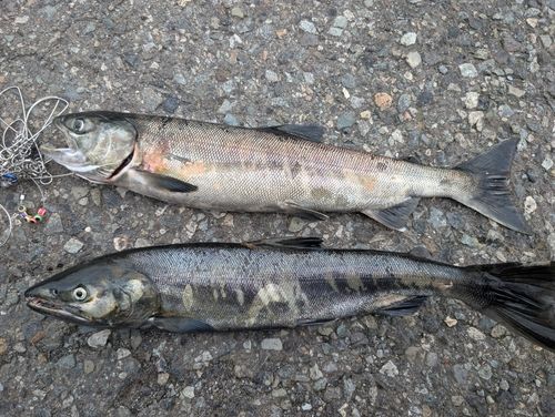 アキアジの釣果