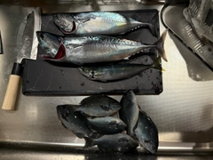 ソウダガツオの釣果