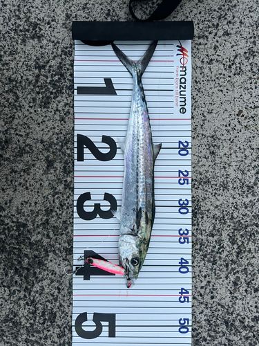 サゴシの釣果