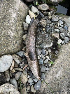 ライギョの釣果